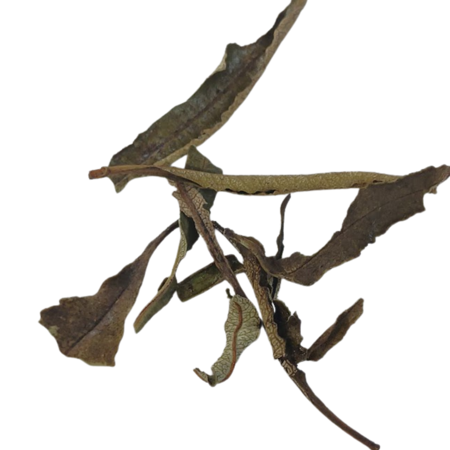 Yerba Santa - Snyder's Skincare