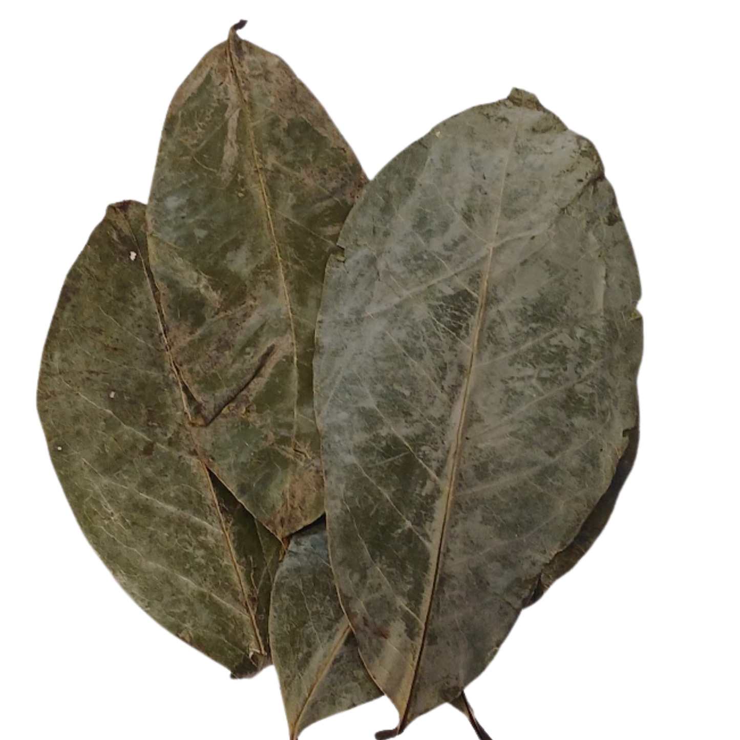 Soursop Whole Leaves - Snyder's Skincare